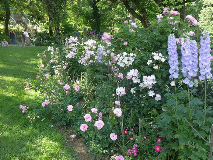 Delphiniums in the Orchard Garden